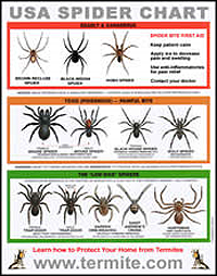 Spider-Identification-Chart